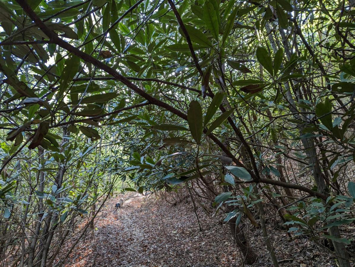 Otto Hidden Hollow Bed And Breakfast מראה חיצוני תמונה